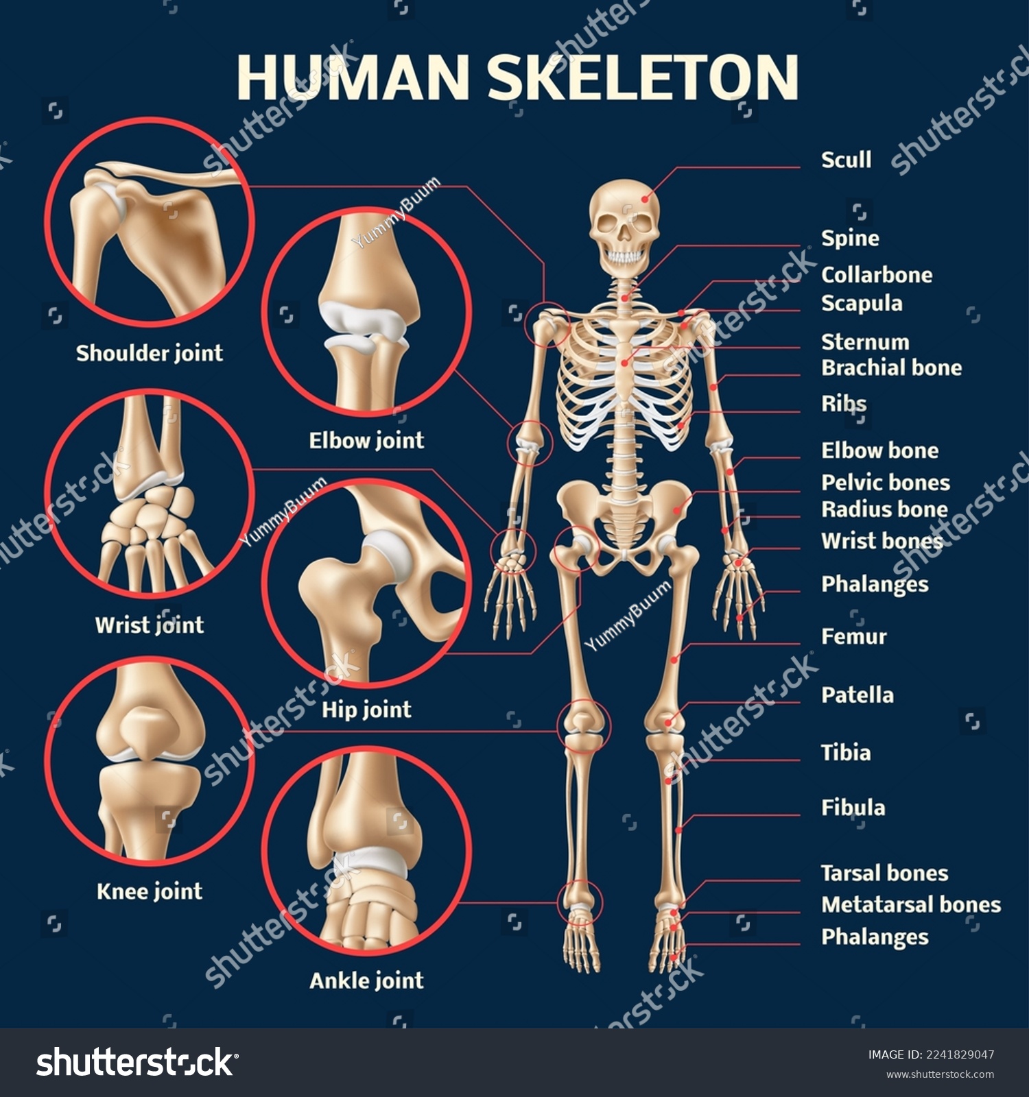 Anatomy