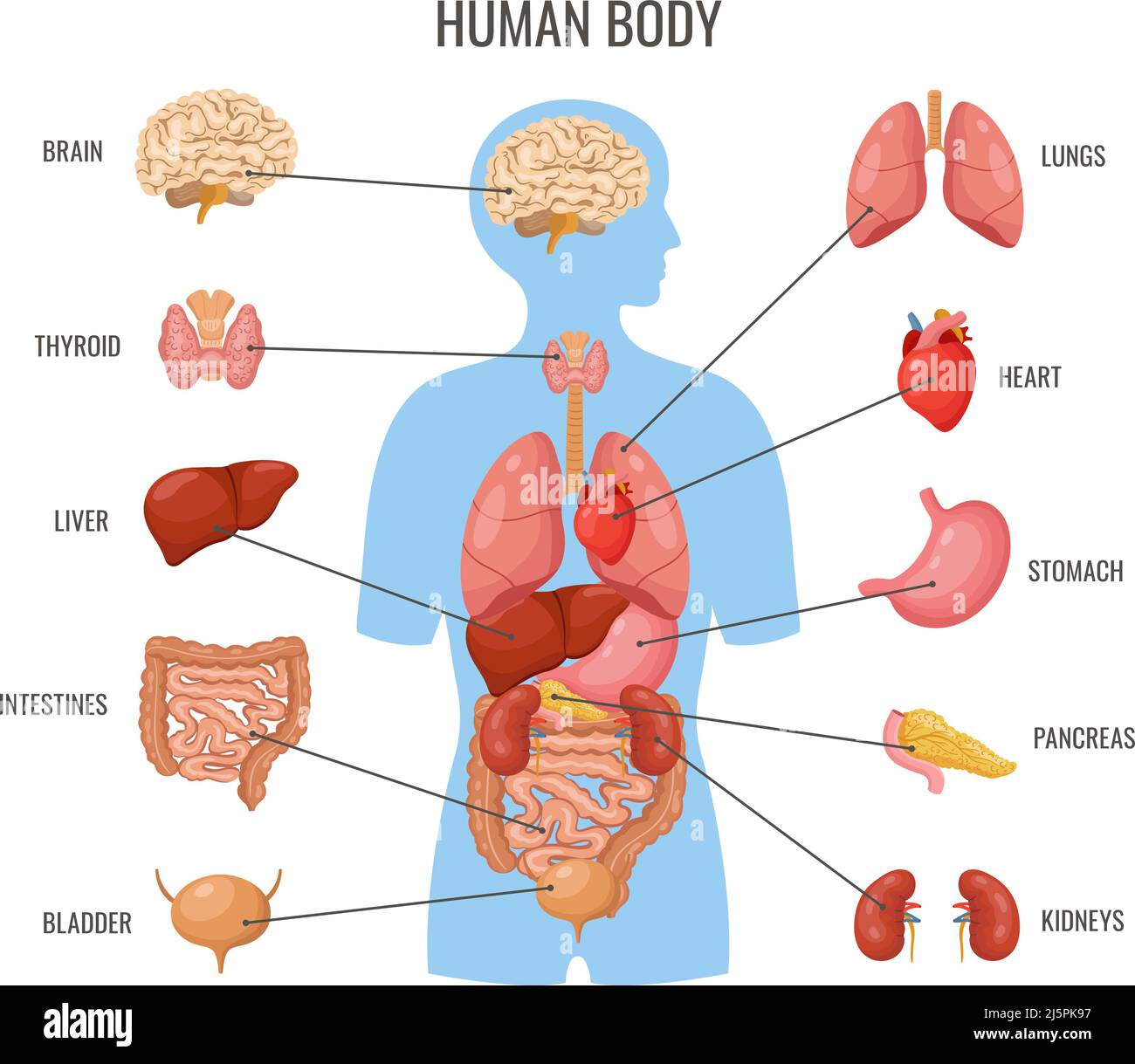 Anatomy