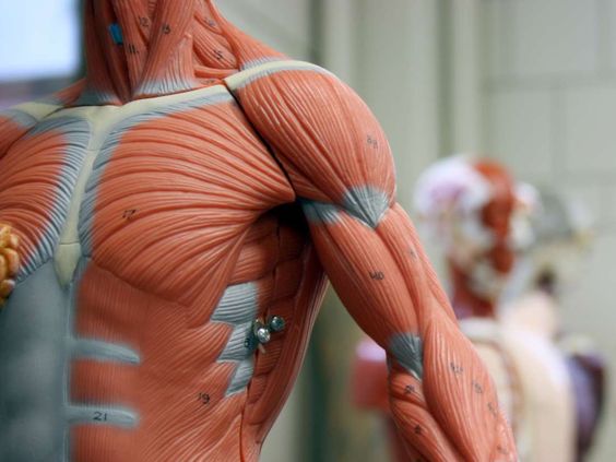 Human Body System and Muscle Anatomy